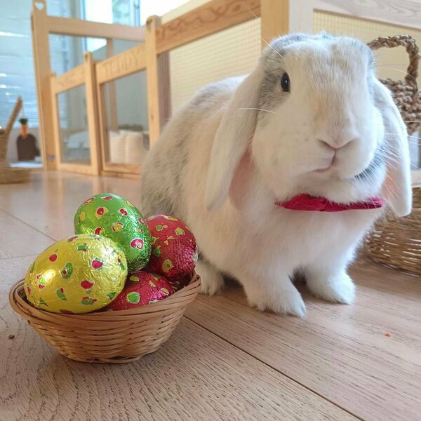 9 Avril - Toby wishes you a happy Easter!
