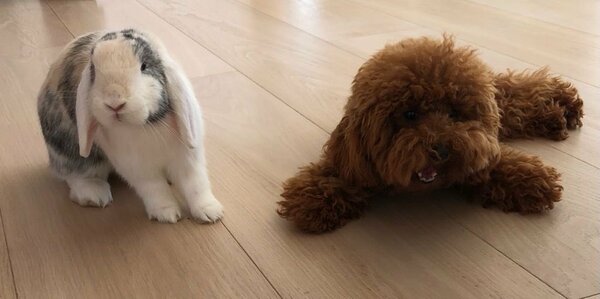 04 Octobre - Celebrating #WorldAnimalDay with our little Teddy & Toby ðŸ¶ðŸ°â£ï¸
